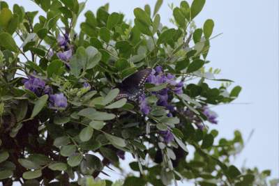 TEXAS PURPLE FLOWER3.JPG